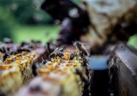 Влияние закиси азота на климат: причины и последствия